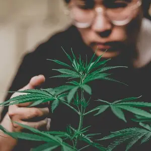 Man with cannabis plant