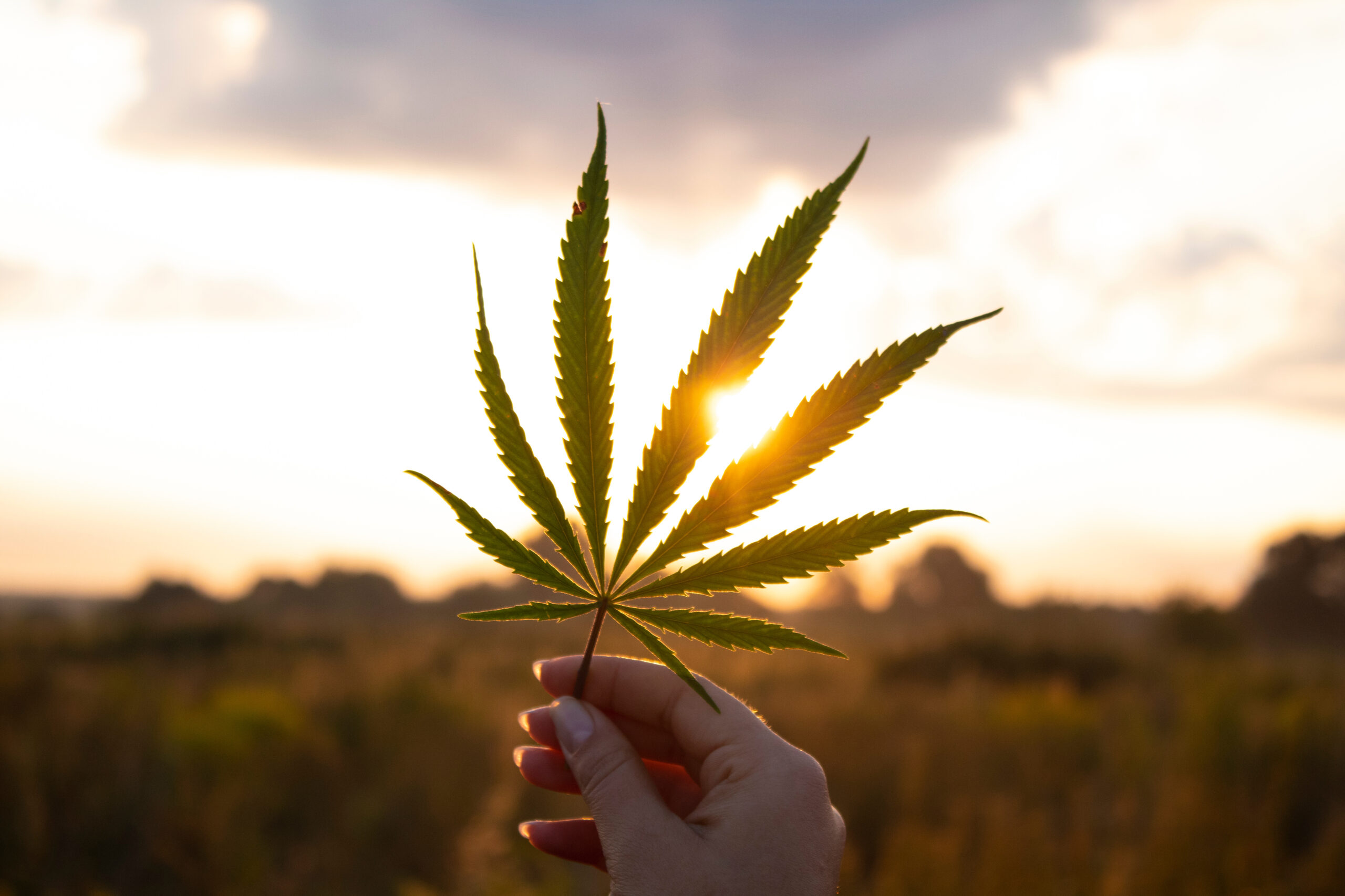 Cannabis industry solutions in Ohio - Community Choice Credit Union