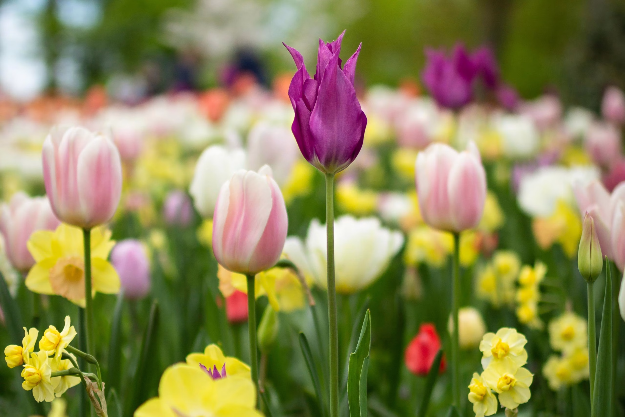 A field of beautiful spring flowers tells us that renewal is in the air! Here are some tips from Community Choice Credit Union for a financial refresh.